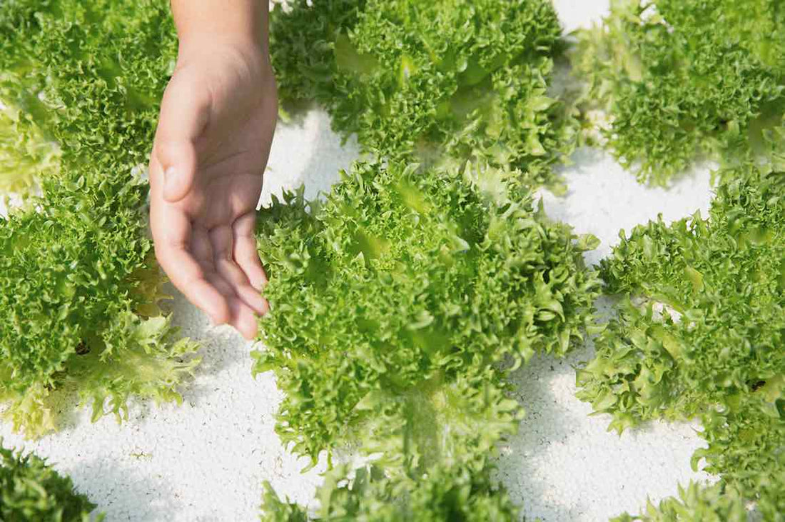 The Appearance of Hydroponic Plants is Beautiful and Easy to Manage!