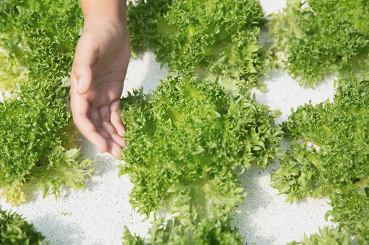 The Appearance of Hydroponic Plants is Beautiful and Easy to Manage!