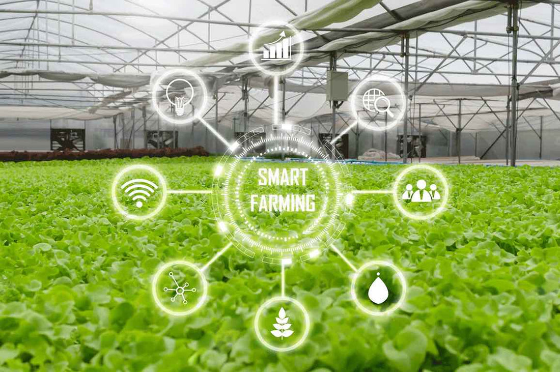 Hydroponics Farming