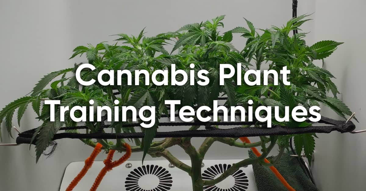 6 common cannabis plant training techniques