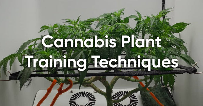 Top 6 Cannabis Plant Training Techniques for Maximal Yield