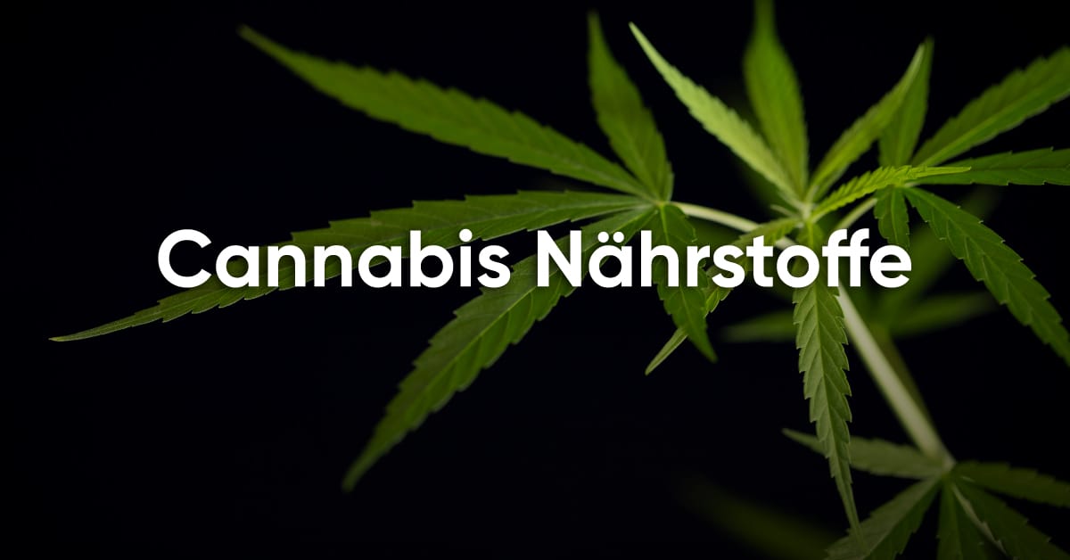 Cannabis NaĚhrstoffe
