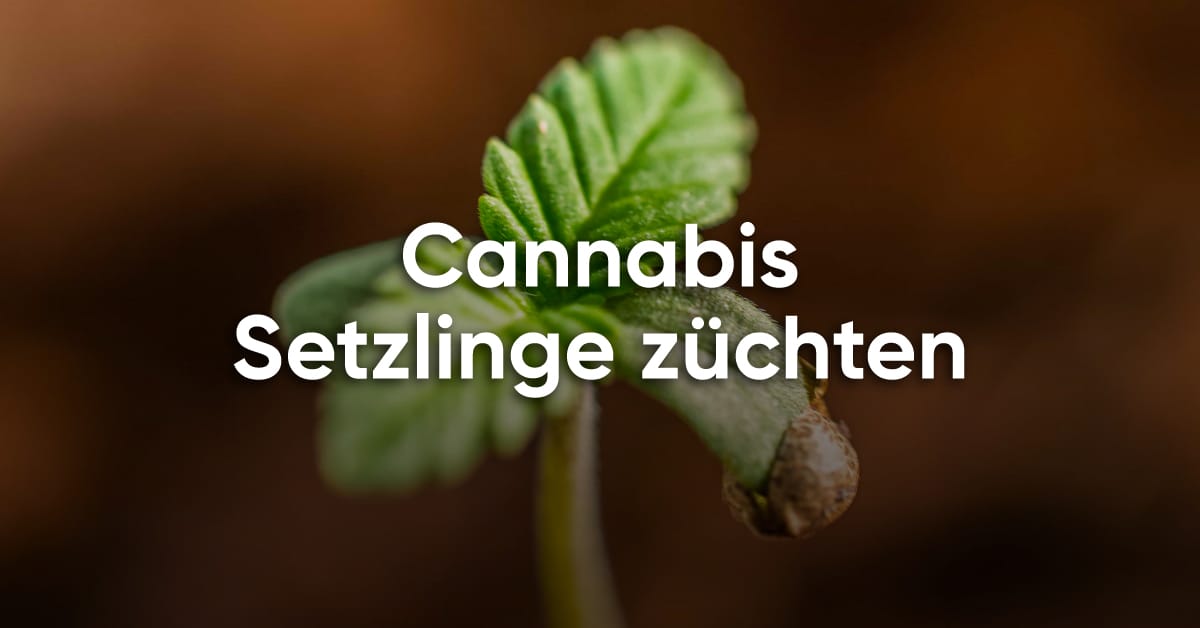Cannabis Setzlinge züchten