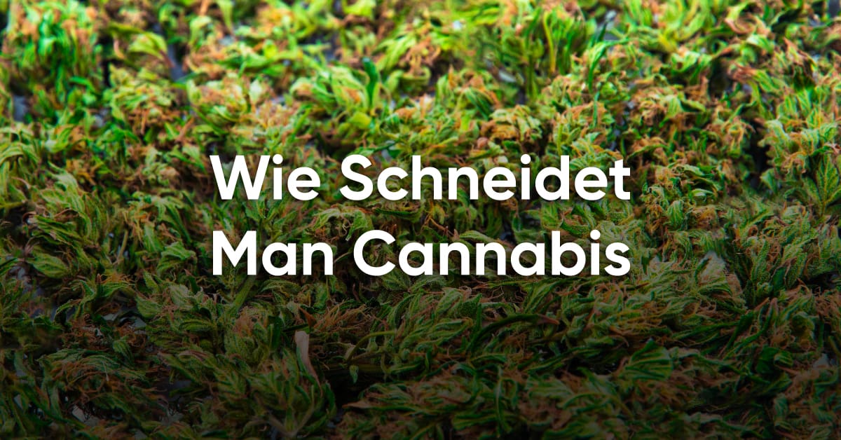 Cannabis schneiden