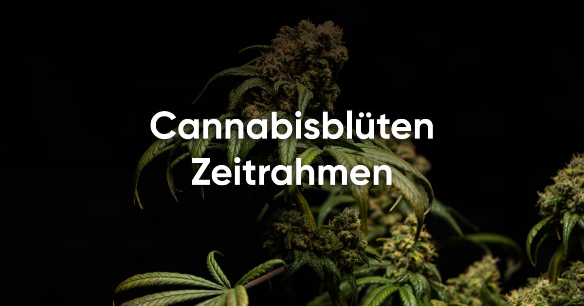 CannabisbluĚten Zeitrahmen