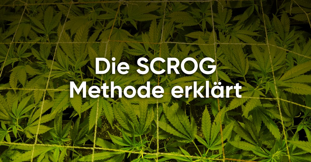 Die SCROG Methode erklärt.jpg