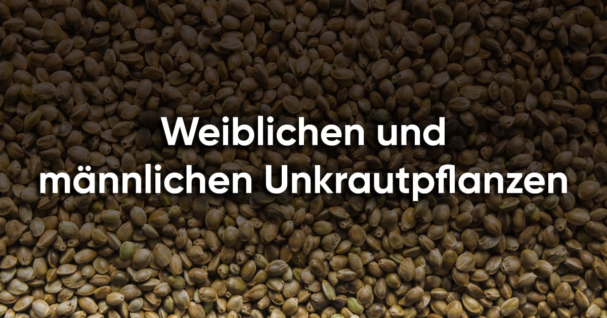 Weiblichen und männlichen Unkrautpflanzen