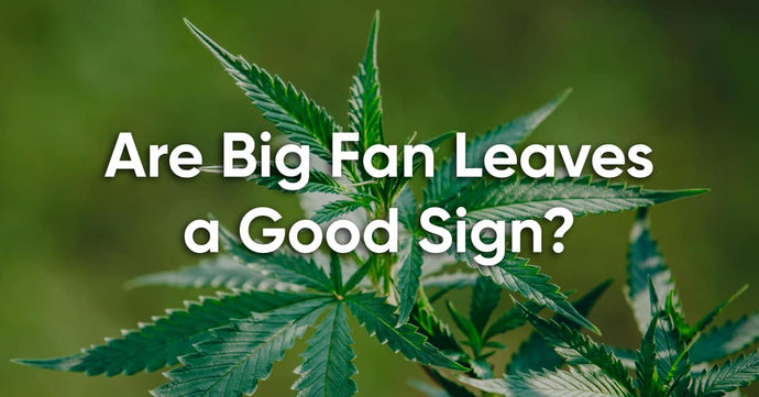 Should You Trim Cannabis Fan Leaves? (vs Sugar Leaves)