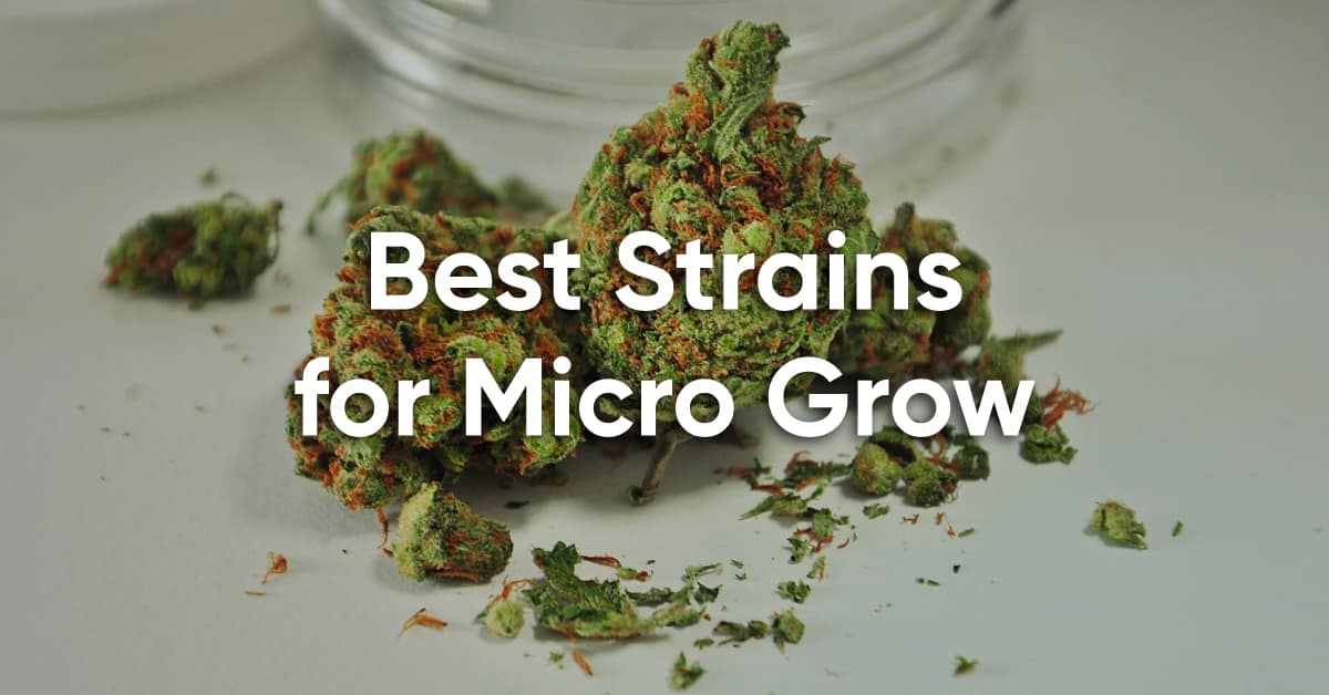 best strains for weed micro grow