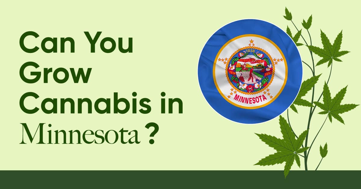 can you grow weed in minnesota