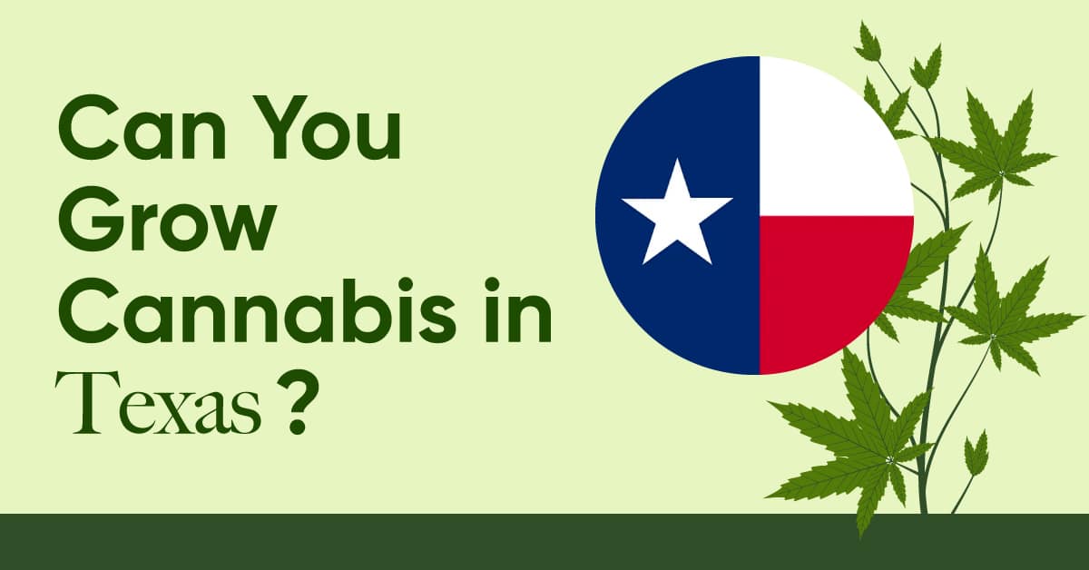 can you grow weed in texas