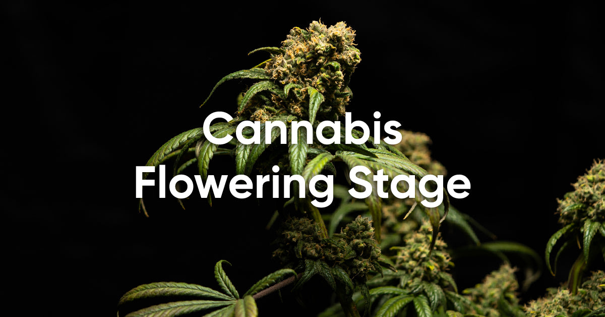 cannabis plants flowering