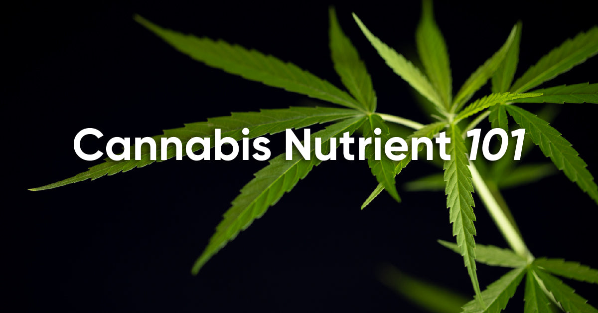 cannabis nutrients
