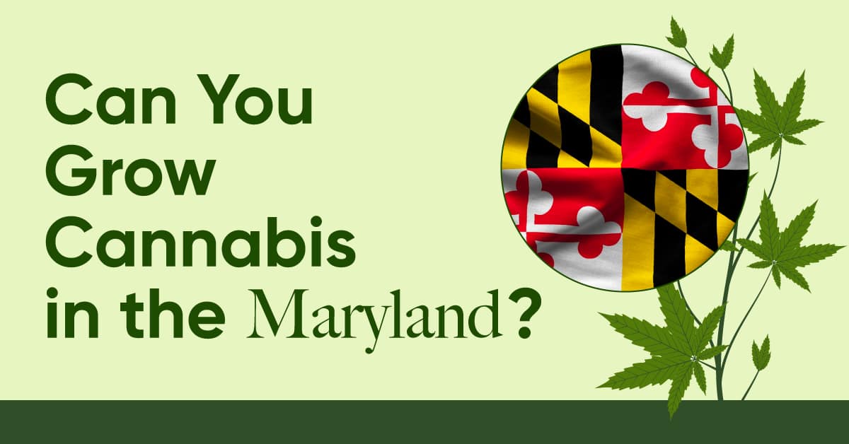 growing marijuana in maryland