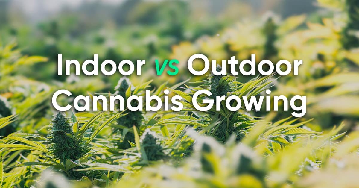 growing marijuana outdoors vs indoors