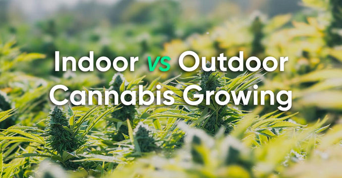 Should I Grow Marijuana Outdoors Or Indoors?