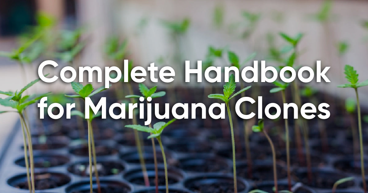 how to clone cannabis & transplant them