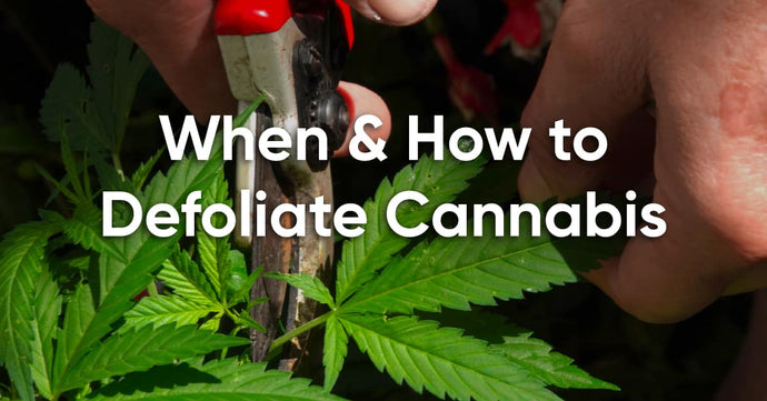 How to Defoliate Your Cannabis for Better Growth & Yield
