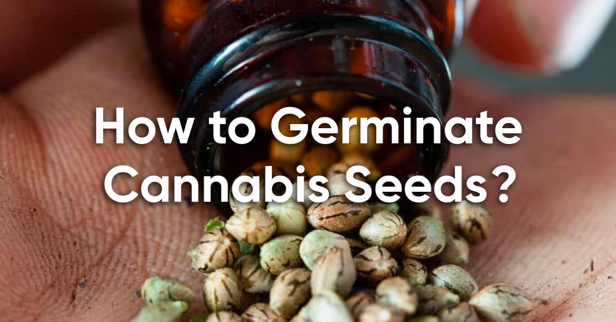 how to germinate cannabis seeds