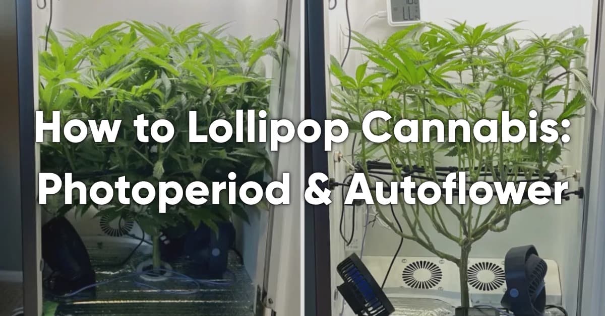 how to lollipop autoflower & photoperiod cannabis plant