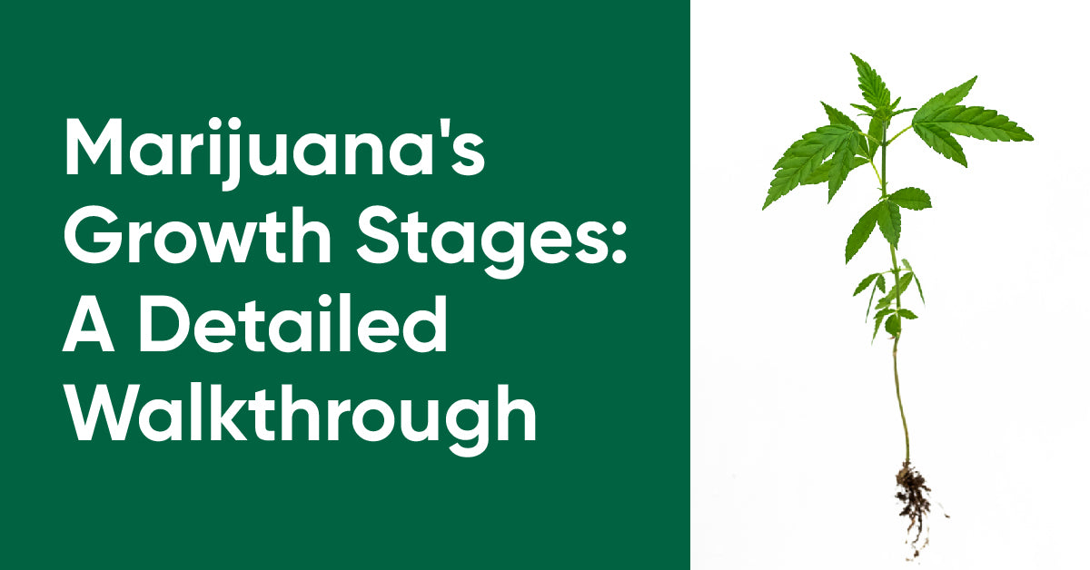 marijuana growth stage
