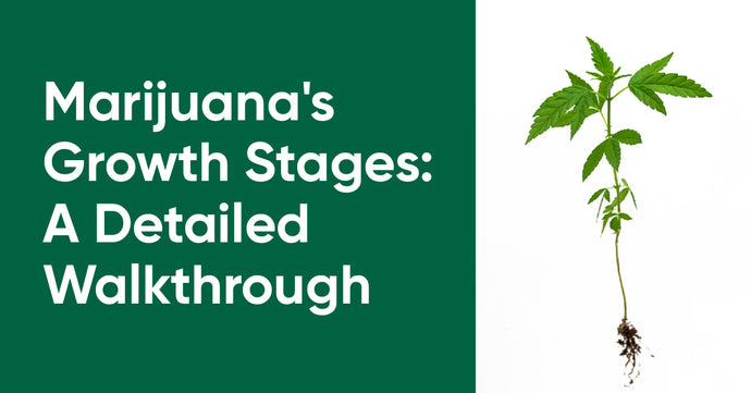 4 Stages of Marijuana Growth (From Seed to Harvest)