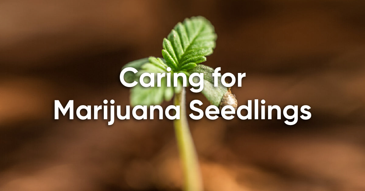 how to care for marijuana seedlings