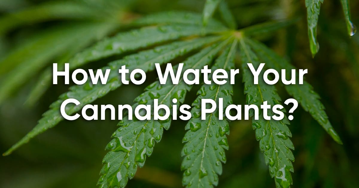 watering cannabis tips for beginners
