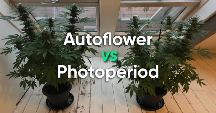 Autoflower vs Photoperiod: What's the Difference?