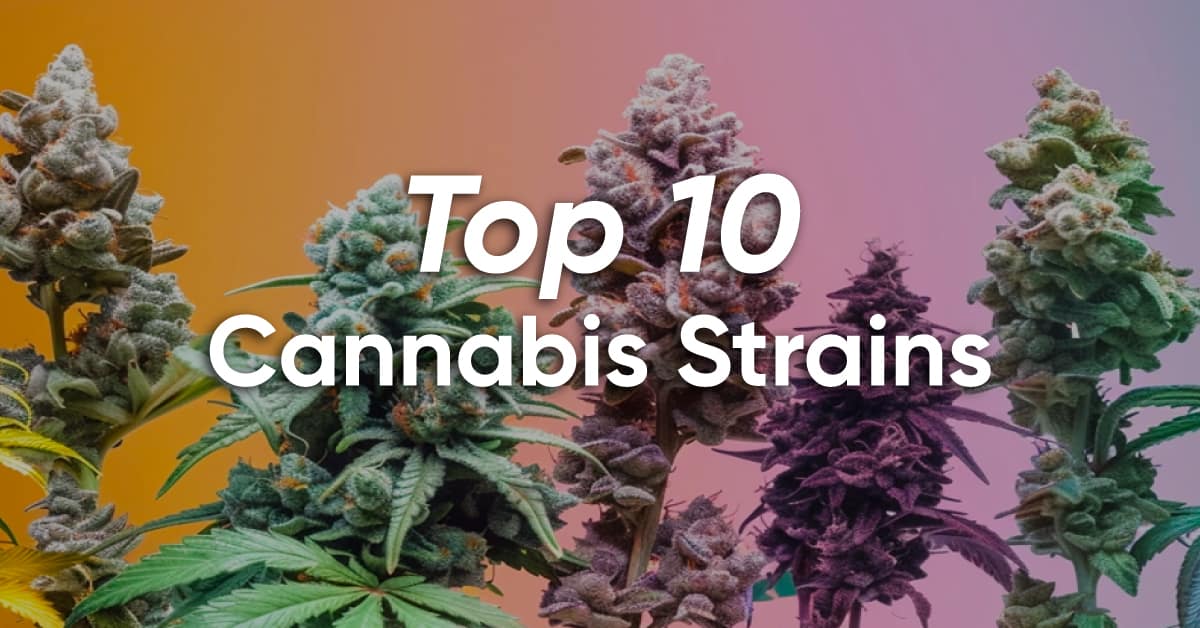 best cannabis strains 2024