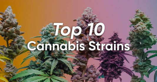 best cannabis strains 2024