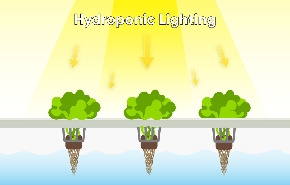 Beginners Guide to Hydroponic Lighting