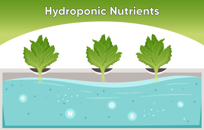 Three Things to Know About Hydroponic Nutrients
