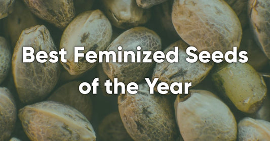 Best Feminized Seeds of the Year