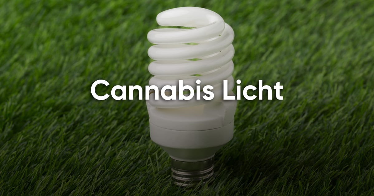 Cannabis Licht