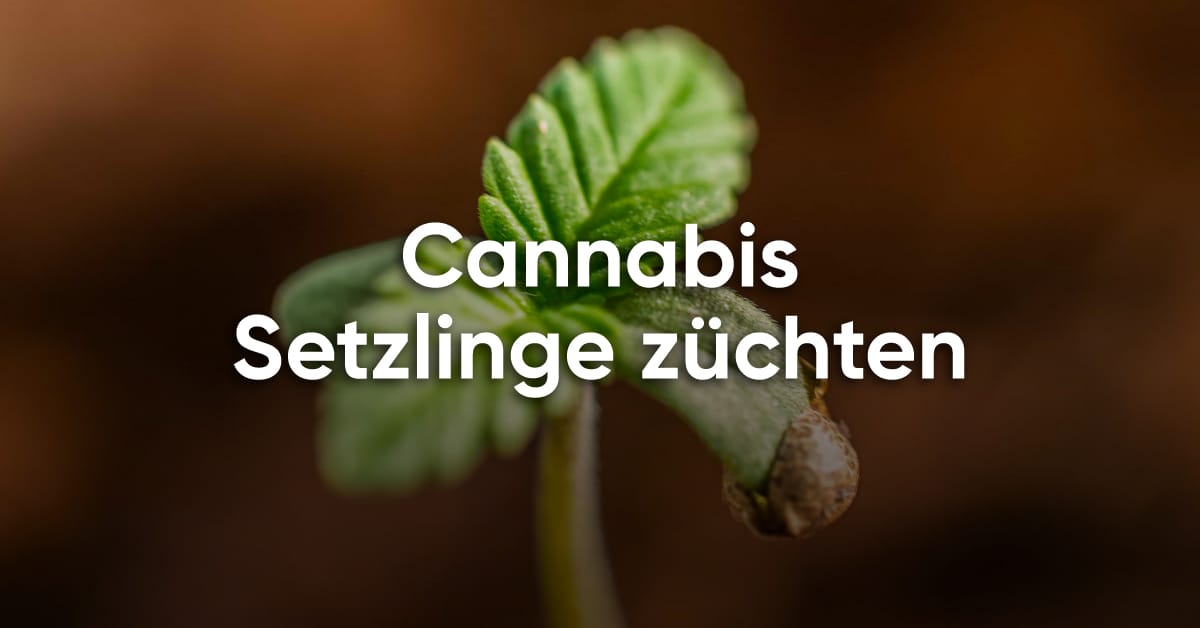 Cannabis Setzlinge züchten