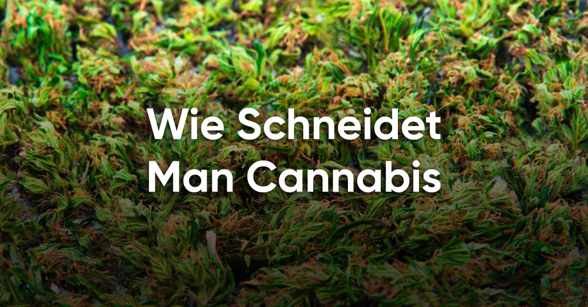 Cannabis schneiden