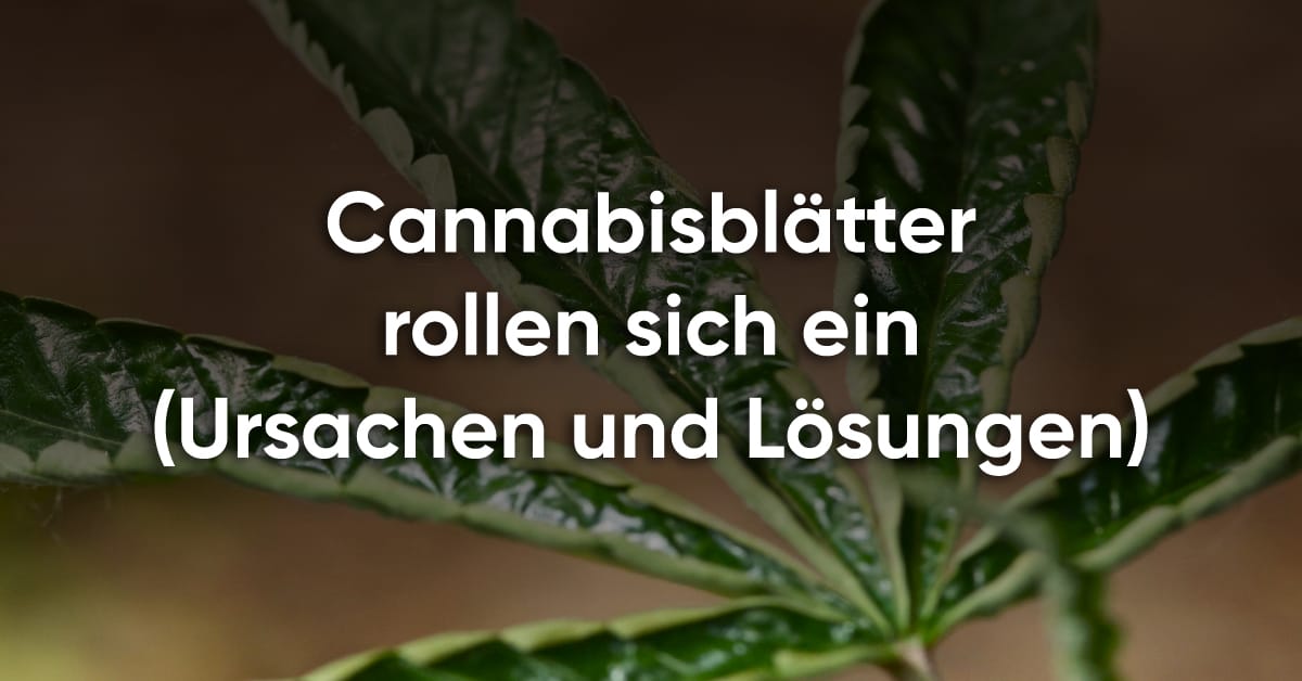 Cannabisblätter rollen sich ein (Ursachen und Lösungen)