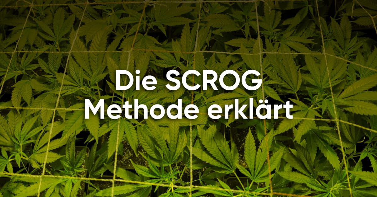 Die SCROG Methode erklärt.jpg