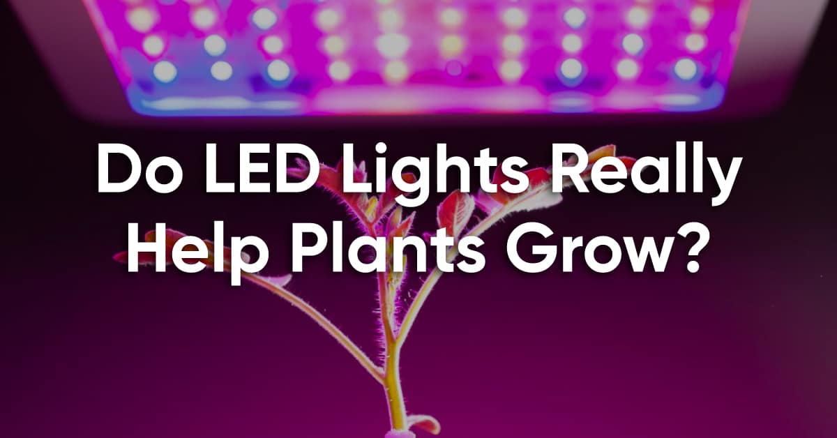 Do LED light help plants grow?