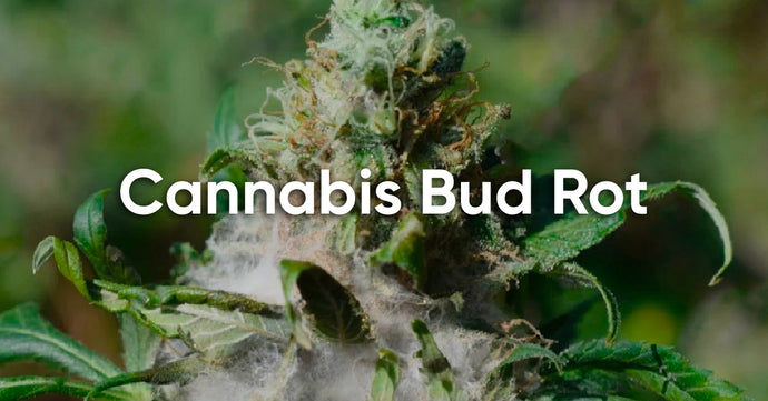 How to Keep Bud Rot Away From Cannabis Plants?