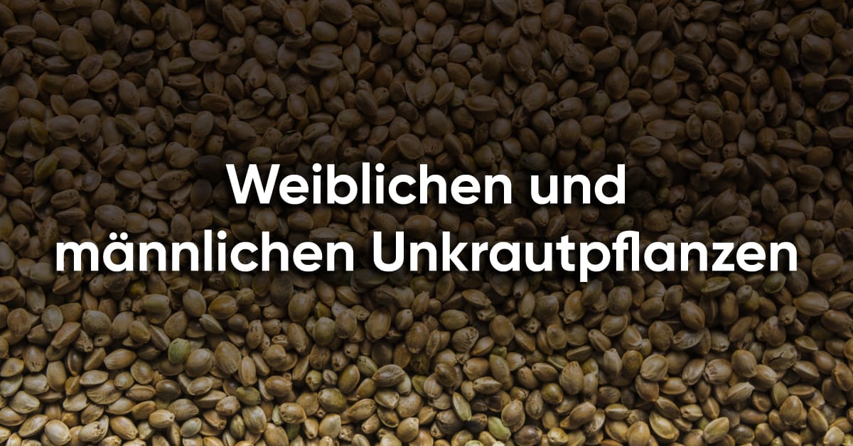 Weiblichen und männlichen Unkrautpflanzen