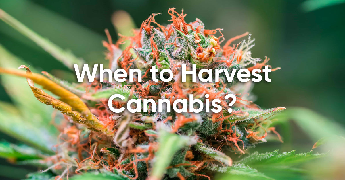 when to harvest cannabis