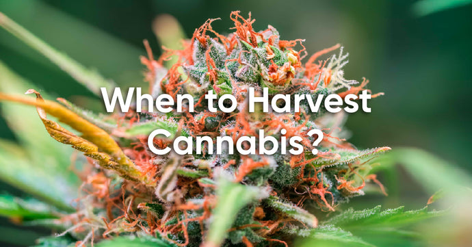 When to Harvest Cannabis: Tips and Tricks for Timing It Right