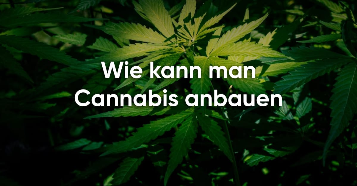 Wie kann man Cannabis anbauen