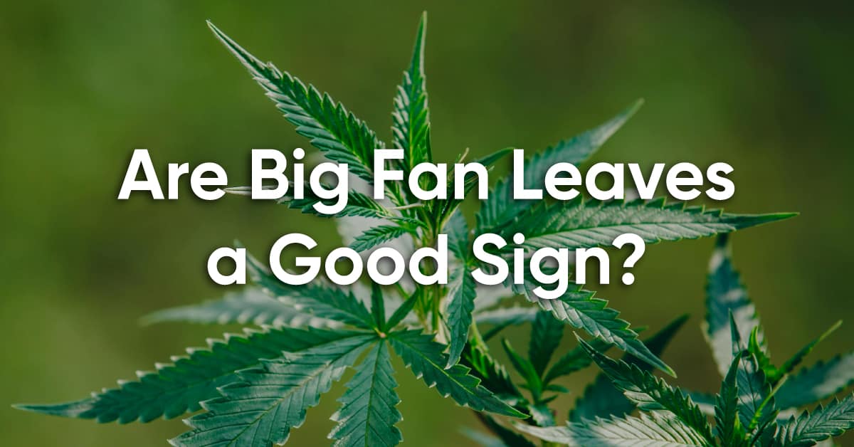 are big cannabis fan leaves a good sign