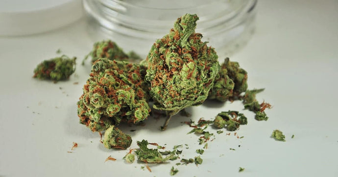 Best Cannabis Strains for Grow Box (Micro Grow)