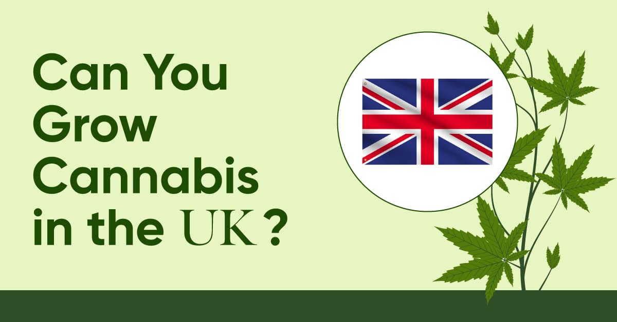 can you grow cannabis UK