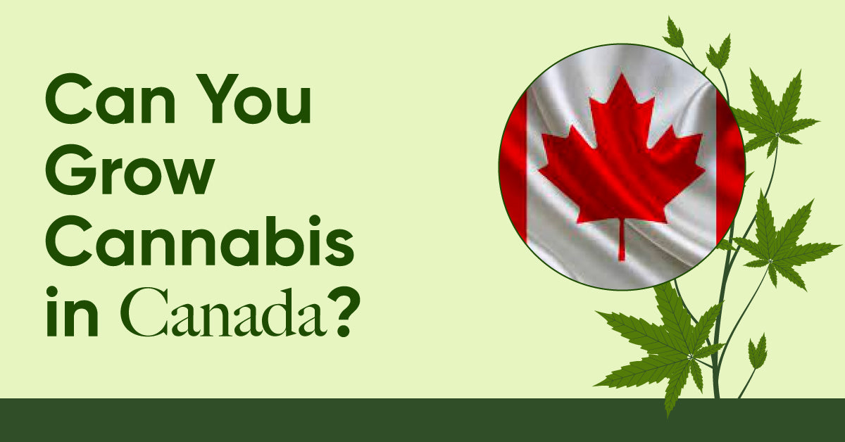 can you grow cannabis in canada