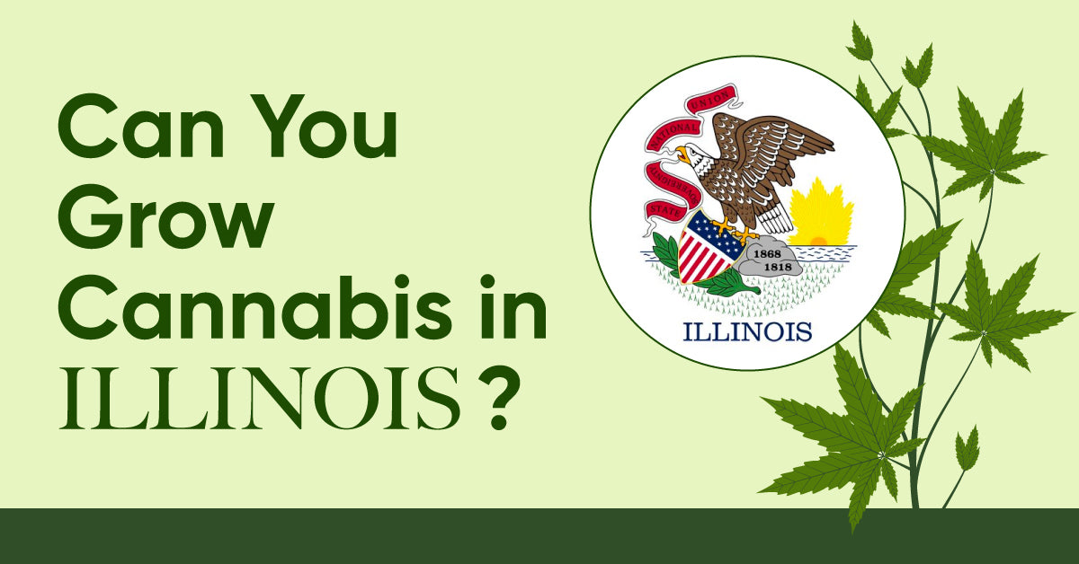 can you grow weed in Illinois?